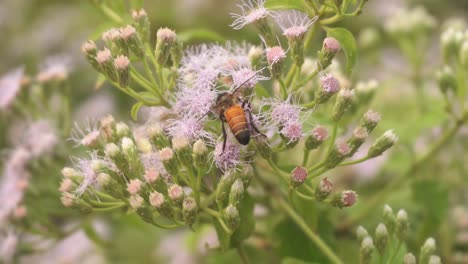 bees are collecting honey from wild flowers