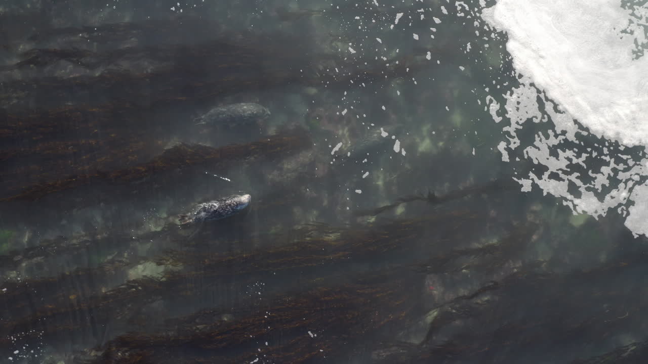 4k sobre la cabeza de las focas del puerto nadando contra la corriente en la bahía de monterey, california