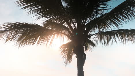 el atardecer y la silueta de la palmera @batam indonesia