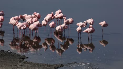 lesser flamingo at rest, lake nakuru , kenya.