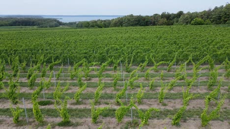 vineyard in low aerial view near traverse city michigan, usa