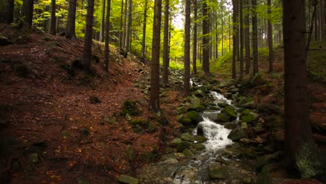 panning shot of a stream flowing in the middle of an autumnal forest