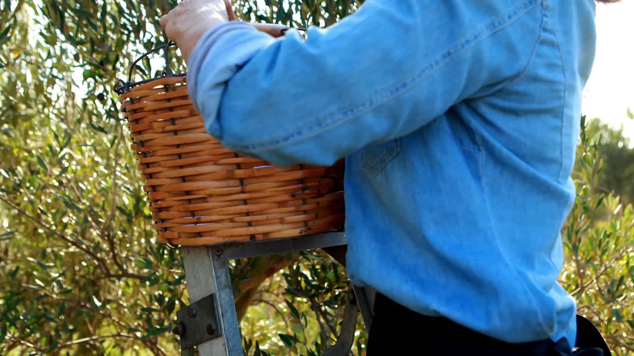 Donna che raccoglie olive dall'albero 4k