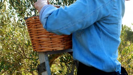 mujer cosechando aceitunas del árbol 4k