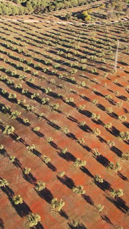 fotografía aérea de una colina rodeada de campos de olivos en españa
