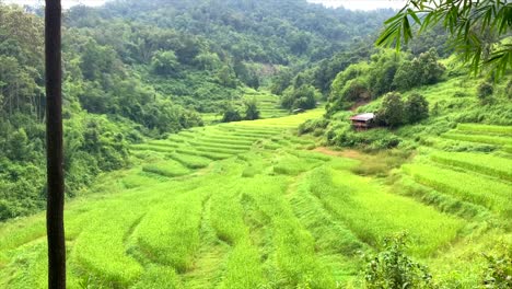 Lush-green-rice-fields-in-Thailand