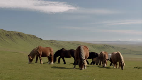 horses grazing on a green hillside in a scenic landscape