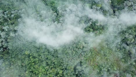 vista aérea mirando hacia abajo la selva tropical sobre una nube de niebla