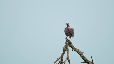 vulture on a tree branch in serengeti national park in tanzania in africa, perching and looking out with clear plain blue sky background on african wildlife safari animals game drive