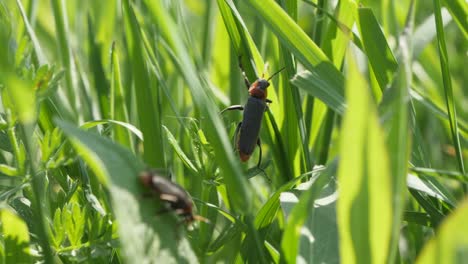 Insekten-Klettern-Grasstränge-In-Makro-Nahaufnahme