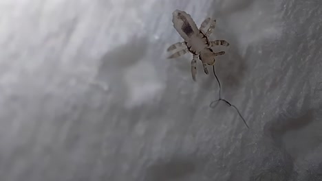 close up shot of a louse (lice) walking, wingless parasitic chewing insects