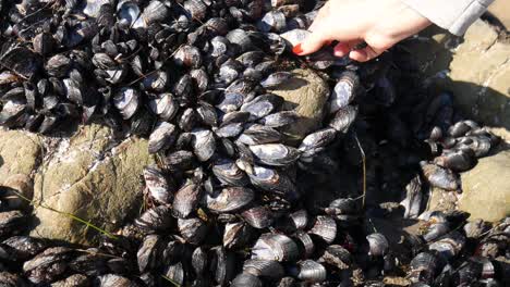 close-up of mussels on rocks