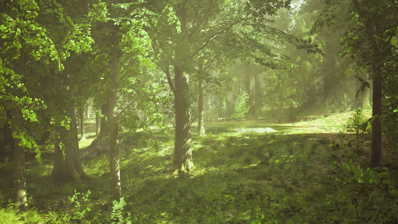 Serene forest scene with lush greenery and soft morning light in spring