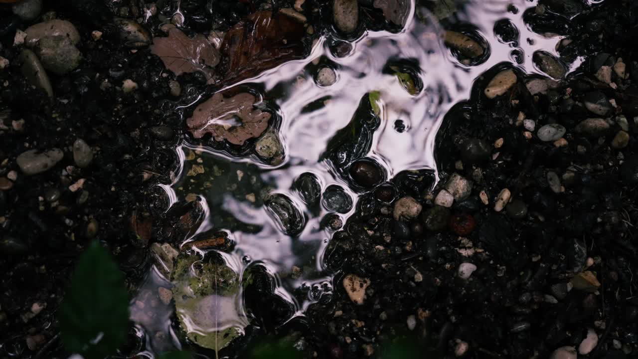Close-up of a puddle on the ground with rocks and leaves