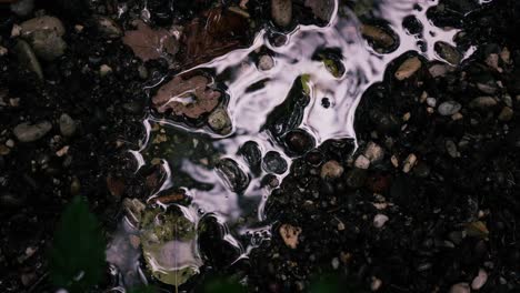 close-up of a puddle on the ground with rocks and leaves