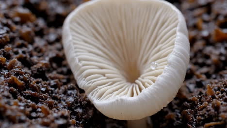 close-up of a white mushroom's gills with a water droplet