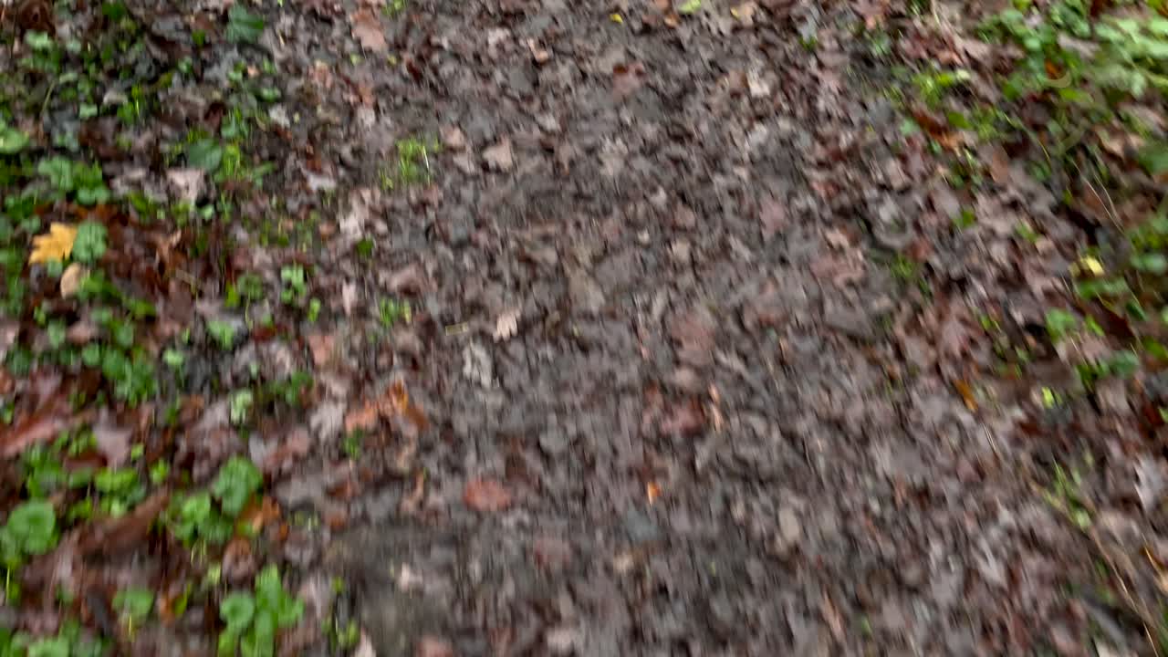 Pov top down shot of person walking in muddy wet forest path with falling leaves in autumn