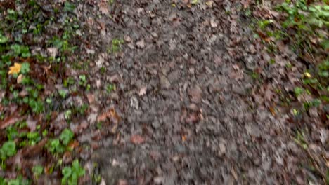 pov top down shot of person walking in muddy wet forest path with falling leaves in autumn