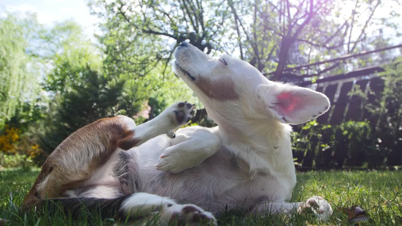 A dog enjoys a relaxing moment in a green garden under the bright sunlight, scratching itself comfortably.