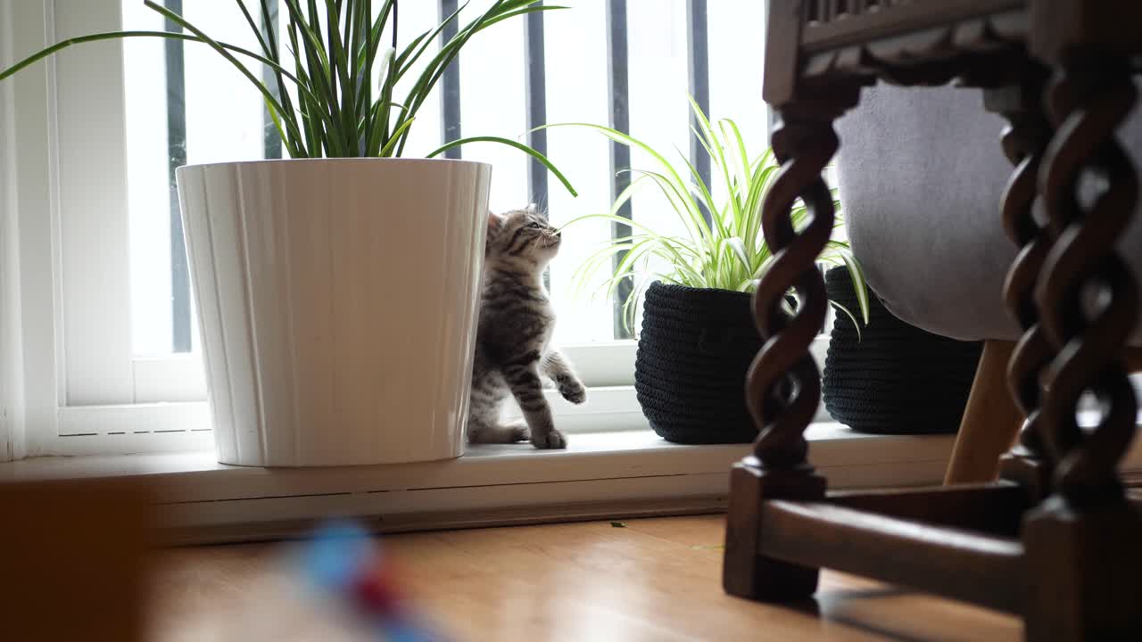 生後約 8 週間のトラ猫の 1 匹のシャム猫が、窓の前でクモの観葉植物を噛んで遊んでいます
