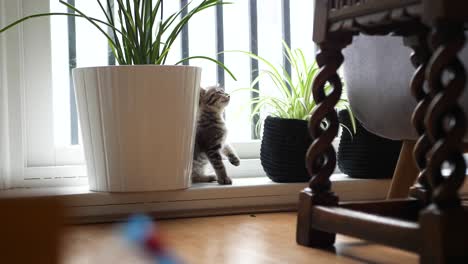 Un-Gato-Siamés-Atigrado-De-Alrededor-De-Ocho-Semanas-De-Edad-Mastica-Y-Juega-Una-Planta-De-Casa-De-Araña-Frente-A-Una-Ventana