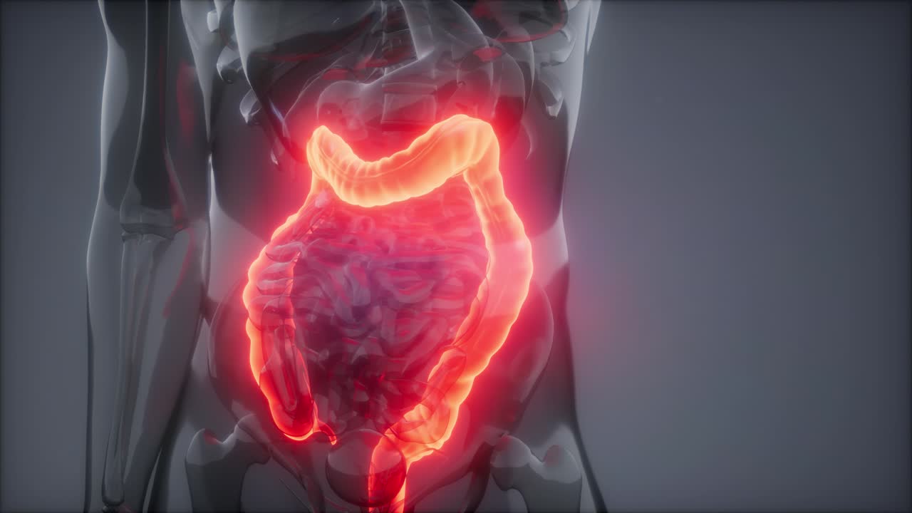 Human Colon Radiology Exam