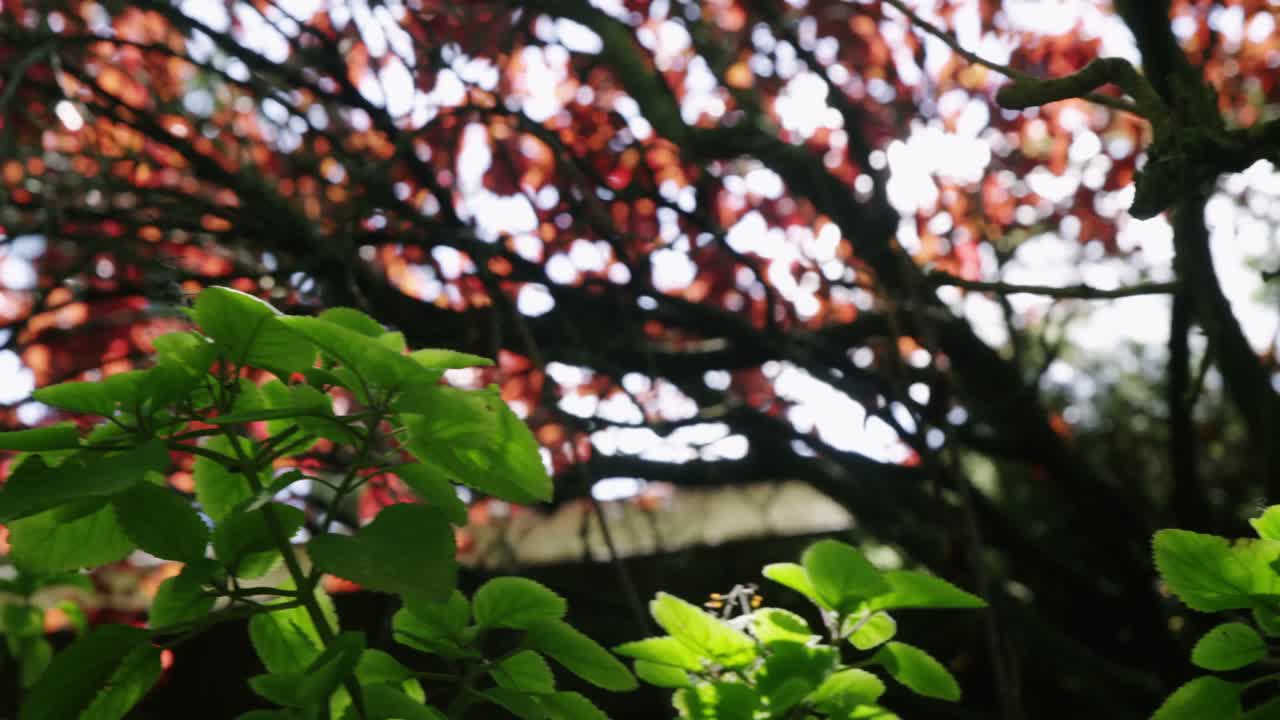 Plant being watered with watering can
