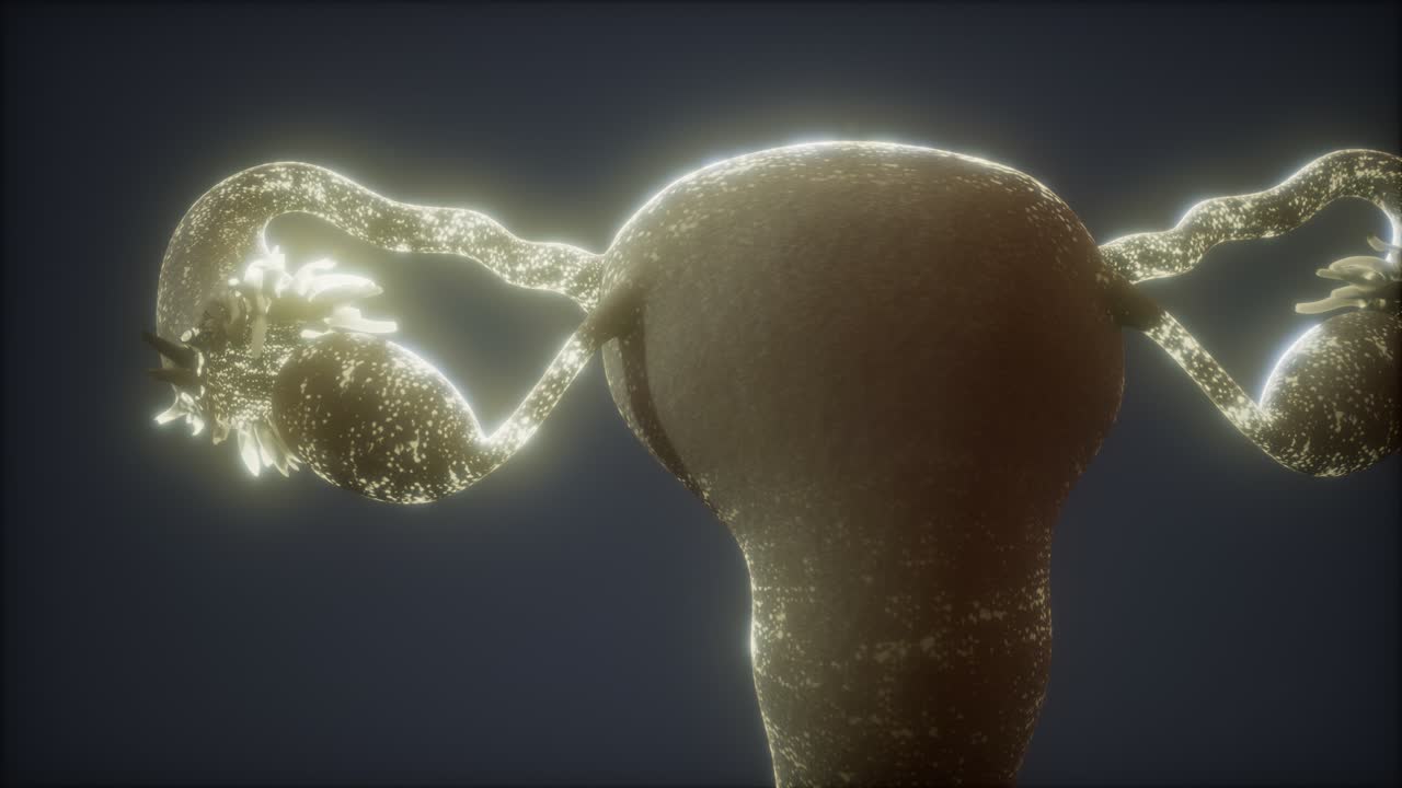 anatomía del sistema reproductivo femenino
