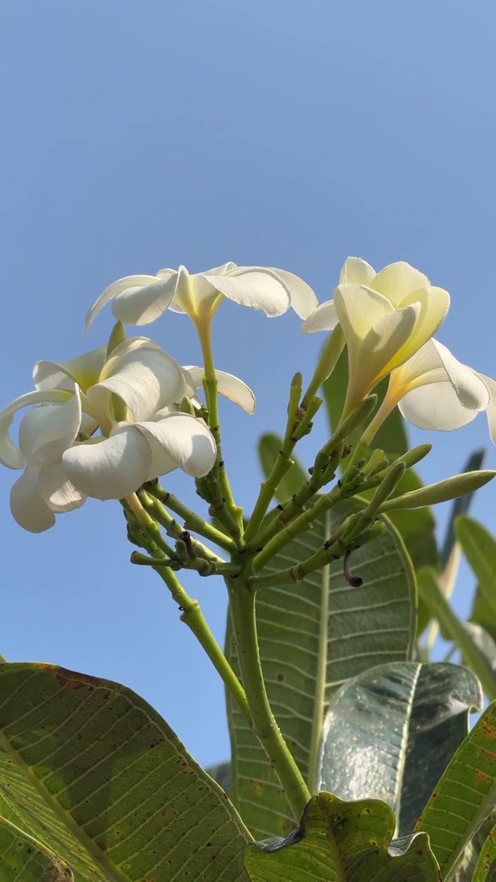 Fiori di plumeria bianchi che sbocciano contro un cielo azzurro limpido