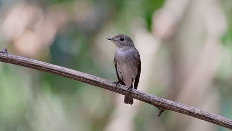 Der-Asiatische-Braunschnäpper-Ist-Ein-Kleiner-Sperlingsvogel,-Der-In-Japan,-Im-Himalaya-Und-In-Sibirien-Brütet