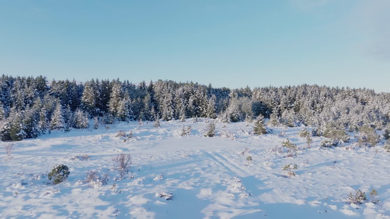 Flyr mot Grindavik, en bitte liten skog, furutrær dekket av nysnø