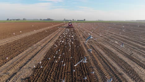 drone shot of red tractor plowing in vertical lines dutch, brown, earthy farmland, with seagulls following, flying