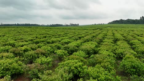 Drone aerial pan across yerba mate plantation crops sustainable farming agriculture industry Santa Mar&iacute;a Misiones Argentina South America 4K