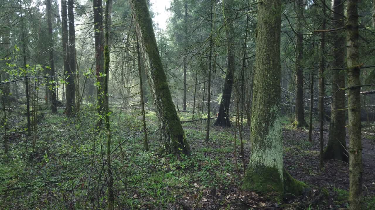 hermoso bosque místico con musgo verde y hermosos rayos de sol con vapor brumoso y lluvia.