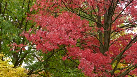 Hojas-Rojas-Vívidas-De-Otoño-En-Un-Arce-Rojo-Canadiense-Rodeado-De-Hermosos-Colores-De-Otoño