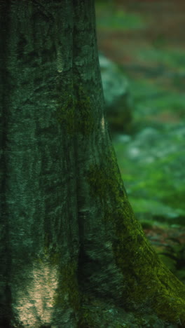 tree roots and sunshine in a green forest with moss