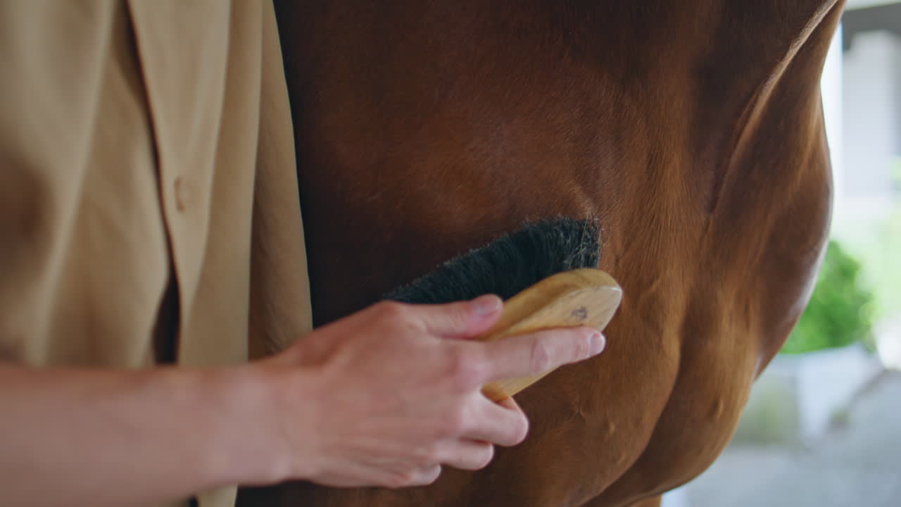 Horsewoman hand brushing equine in light paddock closeup. Horse enjoy grooming