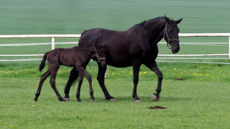 black kladrubian horse, mare with foal