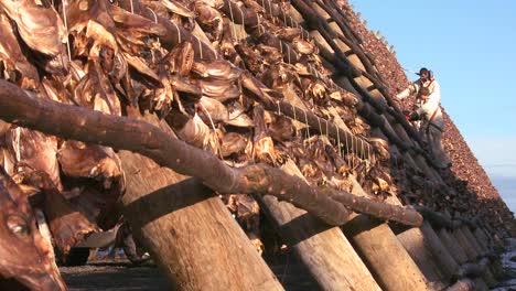 Fischer-Hängen-Fisch-Zum-Trocknen-Auf-Pyramidenholzgestellen-Auf-Den-Lofoten-Norwegen-4