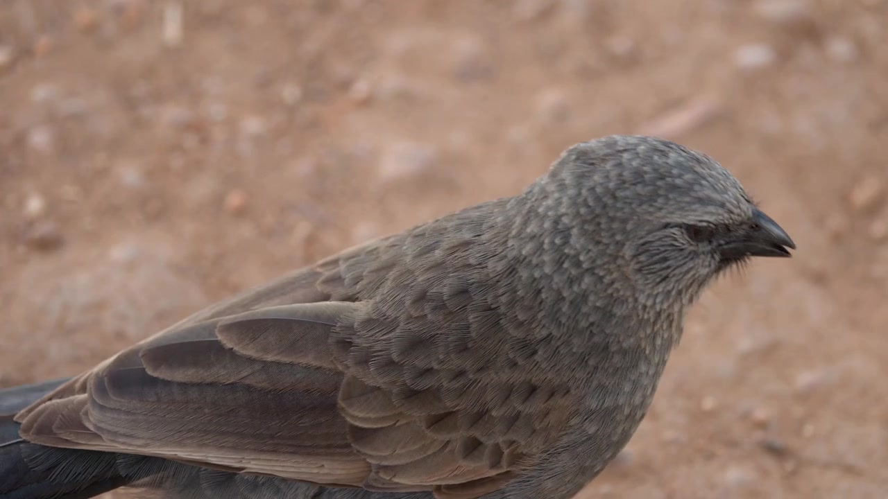 Close-up shot of an apostlebird walking and foraging across dry dirt ground in Australia.