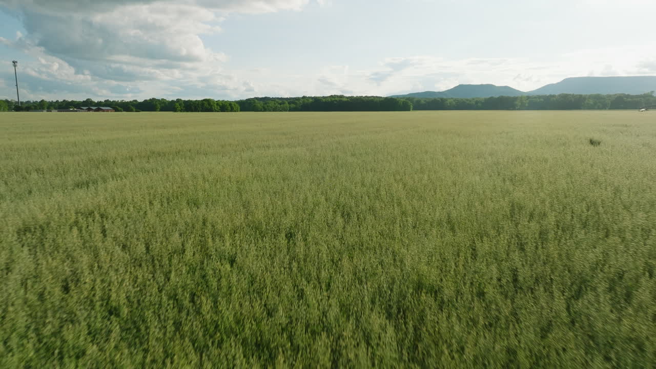 campo de trigo expansivo bajo un cielo parcialmente nublado en dardanelles, ar, paisaje rural sereno, durante el día