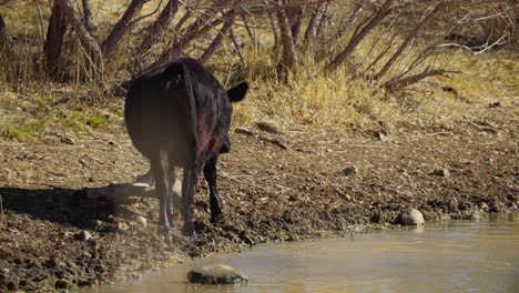 Cattle-Walking-Out-From-Swimming-in-a-Reservoir