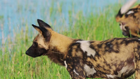 medium shot of a couple of african wild dogs resting at the bank of a river