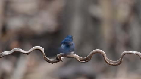 El-Papamoscas-Azul-De-Indochina-Se-Encuentra-En-Los-Bosques-De-Las-Tierras-Bajas-De-Tailandia,-Conocido-Por-Sus-Plumas-Azules-Y-Su-Pecho-De-Naranja-A-Blanco