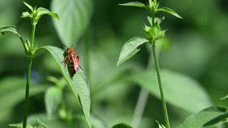 Wildbienen,-Hymenoptera,-Scoliidae,-Kaeng-Krachan-Nationalpark,-4k-Aufnahmen