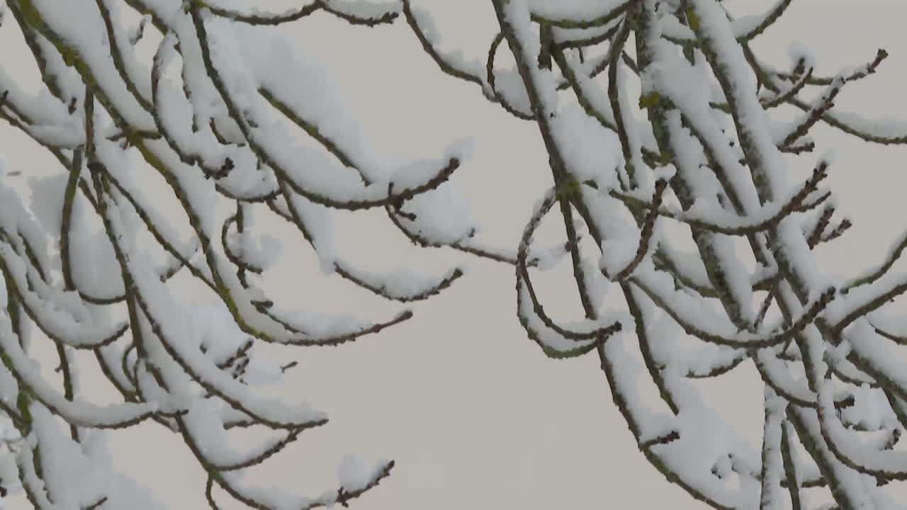 Snowy Branches
