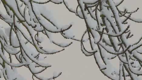 snowy branches