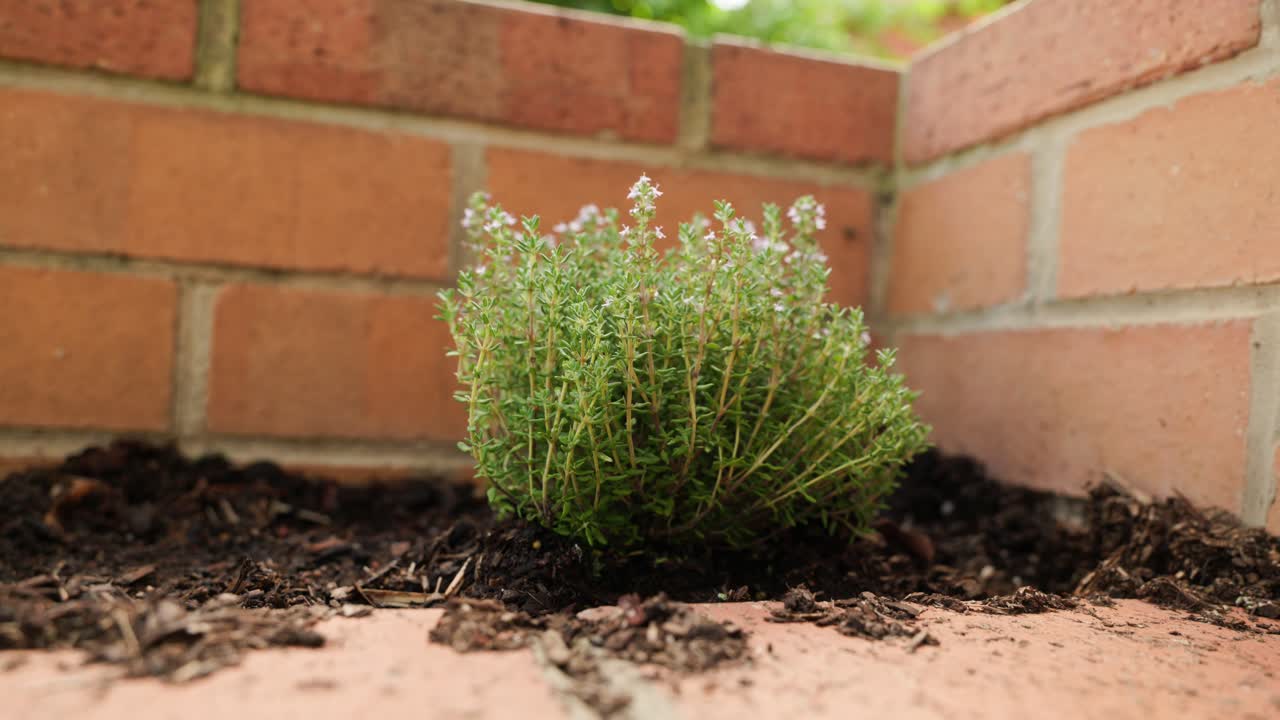 Fresh thyme saplings thriving in a backyard veggie patch, captured in 4K. Great for herbal gardening, sustainable food, and cooking projects.