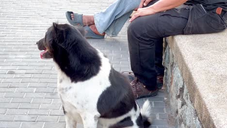 dog sitting on the sidewalk with people