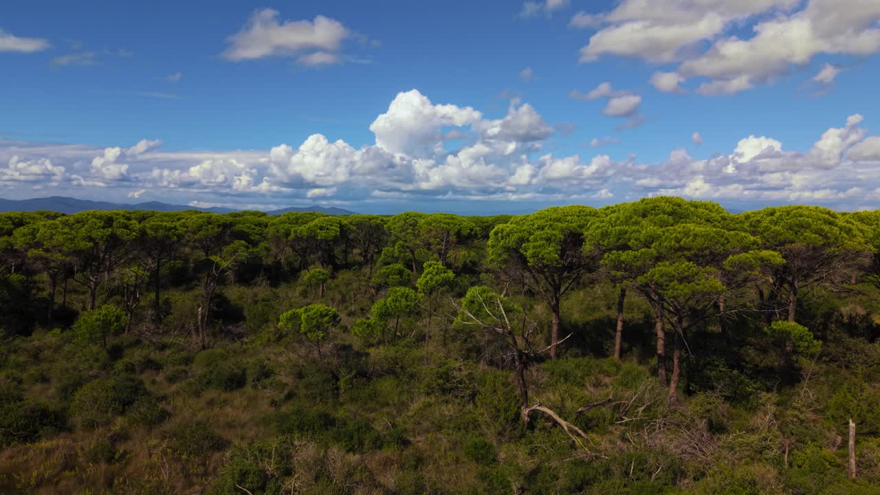 Pine trees scattered across Maremma inland savannah with mountain silhouettes behind. Tuscany aerial